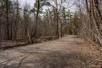 Forest Road in Ontario, Canada