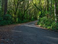 Forest Road on a Day with Hard Shadows