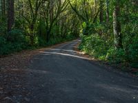 Forest Road on a Day with Hard Shadows