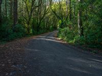 Forest Road on a Day with Hard Shadows