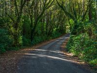 Forest Road on a Day with Hard Shadows