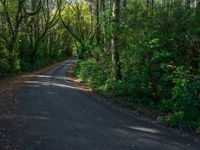 Forest Road on a Day with Hard Shadows