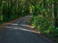 Forest Road on a Day with Hard Shadows