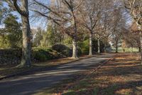 Forest Road: A Serene Landscape on a Sunny Day