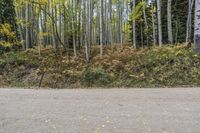 Forest Road Landscape in a Temperate Broadleaf and Mixed Forest