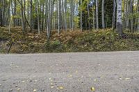 Forest Road Landscape in a Temperate Broadleaf and Mixed Forest
