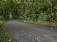 an old empty roadway with green shrubs and trees around it and a yellow umbrella hanging from the handle