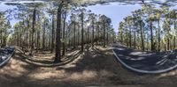 a street surrounded by trees in a forest with no cars on it and a curved road that is curved