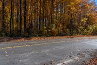 a black fire hydrant sitting on top of a road near lots of trees and yellow leaves