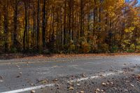 a black fire hydrant sitting on top of a road near lots of trees and yellow leaves