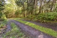 Forest Road in Washington, Bellingham: A Daytime Exploration