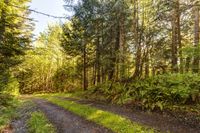 Forest Road in Washington, Bellingham: A Daytime Exploration