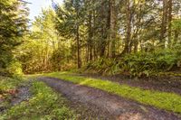Forest Road in Washington, Bellingham: A Daytime Exploration