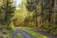 Forest Road in Washington, Bellingham: A Daytime Exploration