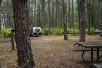 Forest Scene in Ontario: Canadian Landscape at Its Best