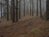 a large tree standing in the middle of a forest covered in fog next to a bench