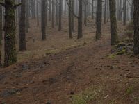 a large tree standing in the middle of a forest covered in fog next to a bench