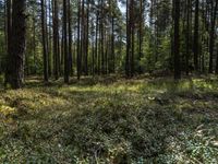 a large pine forest with lots of trees in it's center and sun shining through