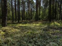 a large pine forest with lots of trees in it's center and sun shining through