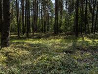 a large pine forest with lots of trees in it's center and sun shining through