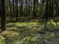 a large pine forest with lots of trees in it's center and sun shining through