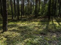 a large pine forest with lots of trees in it's center and sun shining through