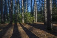 shadow of the trees from different directions on the ground in the forest, casting bright lights