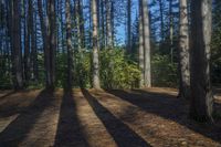 shadow of the trees from different directions on the ground in the forest, casting bright lights