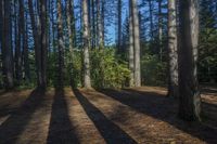 shadow of the trees from different directions on the ground in the forest, casting bright lights