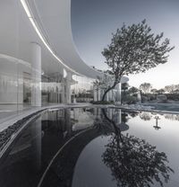 the modern design building is reflected in the water of the pool as the tree leans down from the glass roof