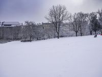 Freezing Landscape: Trees, Branches, Frost 001