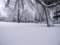 Freezing Landscape: Twig, Wood, and Trunk