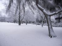 Freezing Landscape: Twig, Wood, and Trunk