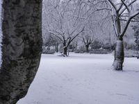 Freezing Landscape with Water and Trees