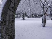 Freezing Landscape with Water and Trees