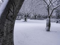 Freezing Landscape with Water and Trees