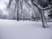 an area with a bunch of trees covered in snow and snowflakes covering the ground