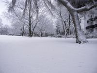 an area with a bunch of trees covered in snow and snowflakes covering the ground