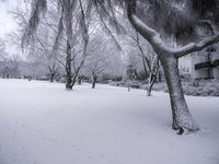 an area with a bunch of trees covered in snow and snowflakes covering the ground