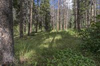 a pine forest with sparse grass on the ground and tall trees behind it and an opening in the distance