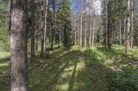 a pine forest with sparse grass on the ground and tall trees behind it and an opening in the distance