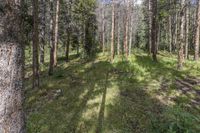 a pine forest with sparse grass on the ground and tall trees behind it and an opening in the distance