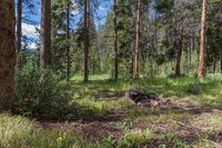 a pine forest with sparse grass on the ground and tall trees behind it and an opening in the distance