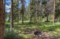 a pine forest with sparse grass on the ground and tall trees behind it and an opening in the distance