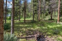 a pine forest with sparse grass on the ground and tall trees behind it and an opening in the distance