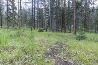 a pine forest with sparse grass on the ground and tall trees behind it and an opening in the distance