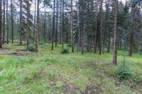 a pine forest with sparse grass on the ground and tall trees behind it and an opening in the distance