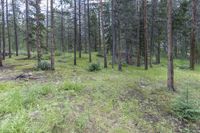 a pine forest with sparse grass on the ground and tall trees behind it and an opening in the distance