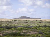 a large field that is covered in bushes and grass with a mountain in the background