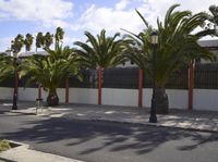 street scene in the daytime with palm trees and a white wall on either side of the road